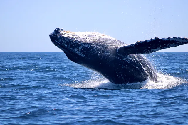 A humpback whale leaping clear of the water